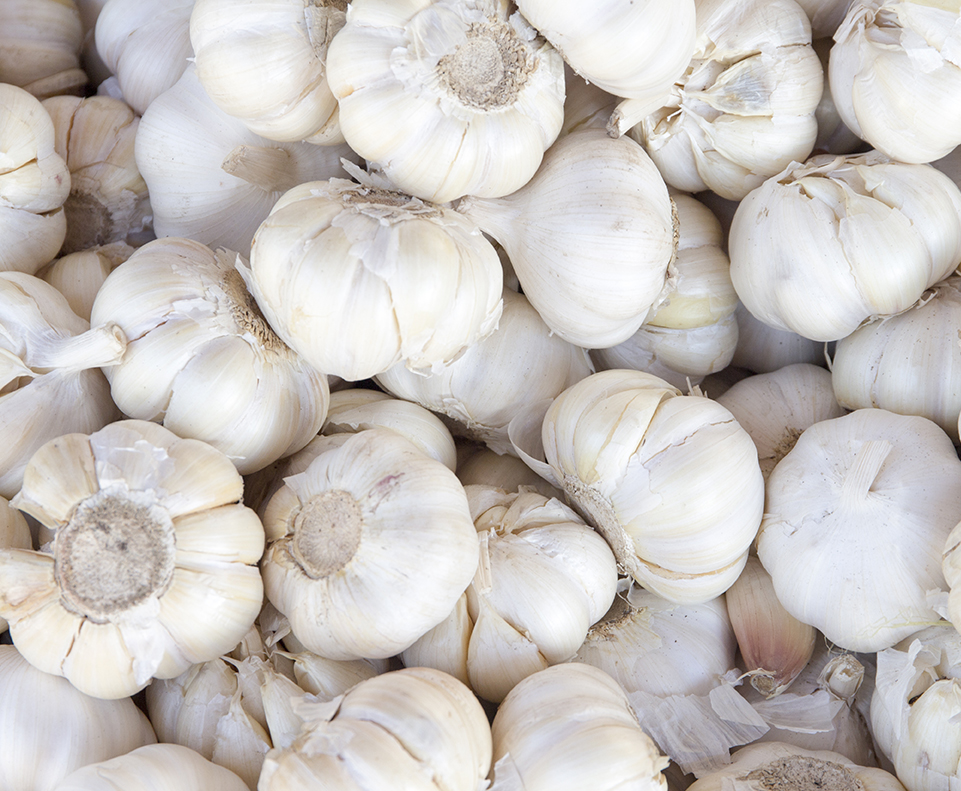 garlic
